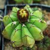 Notocactus_acutus